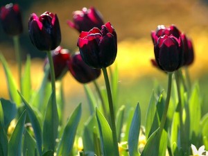 spring-landscapes-tulip-purple_33684_600x450