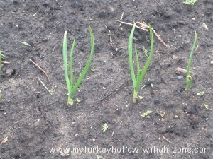 Garlic in spring