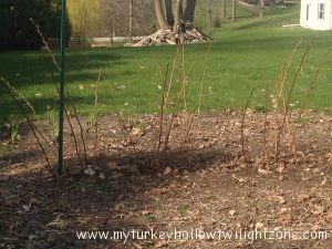 Pruning Red Raspberry Plants