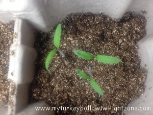 Organically grown tomato seedlings
