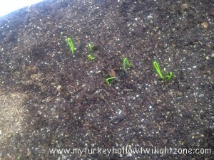 Organic onion seedlings