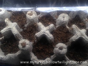 Starting plants from seeds