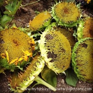 Growing and harvesting sunflowers