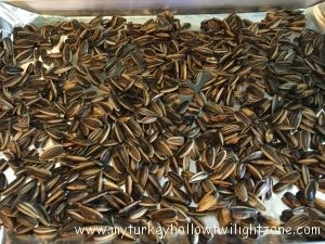 Growing and harveting sunflower seeds