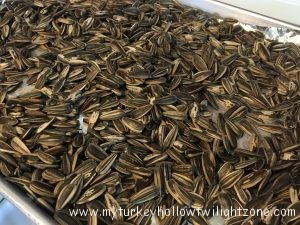 Growing and harvesting sunflower seeds