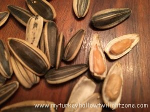 Growing and harvesting sunflower seeds